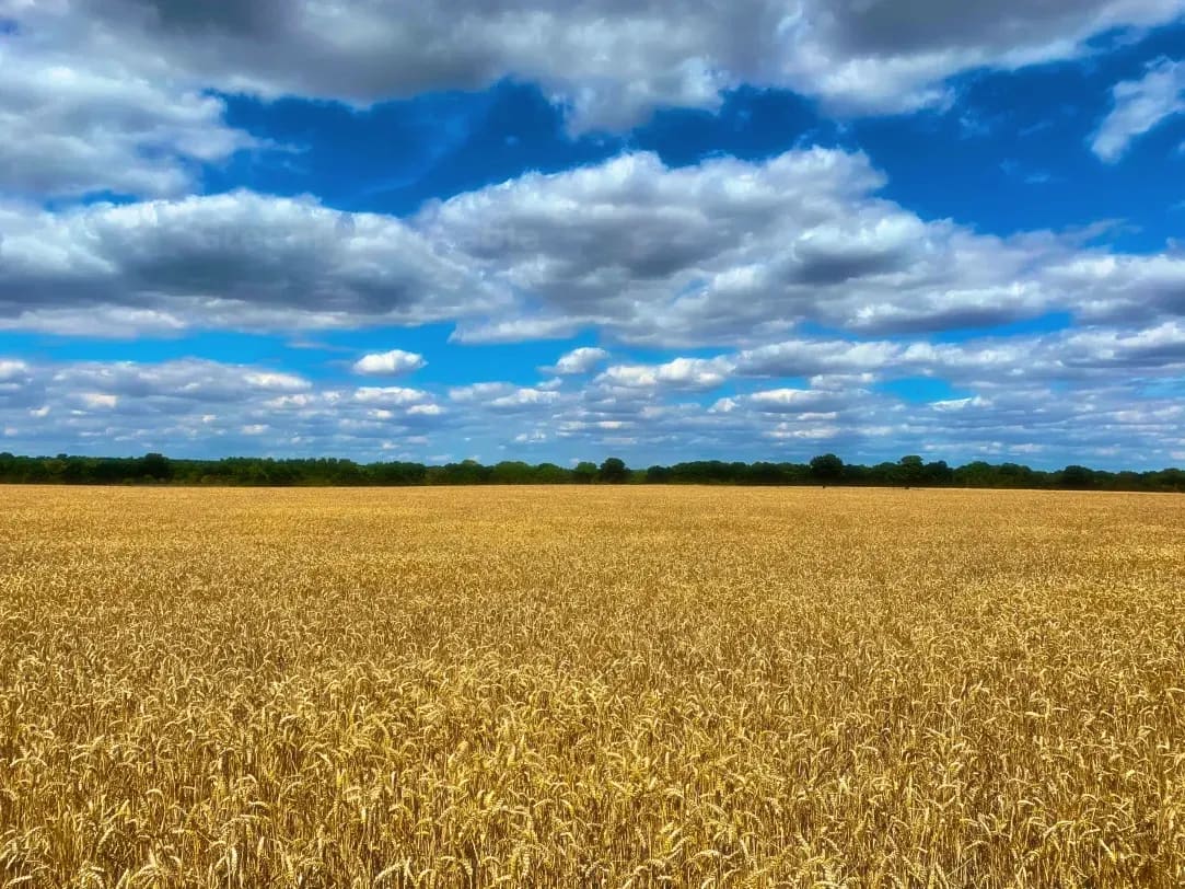 Greenfield Arable 10
