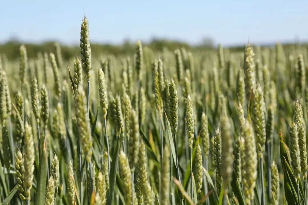 Greenfield Arable 15