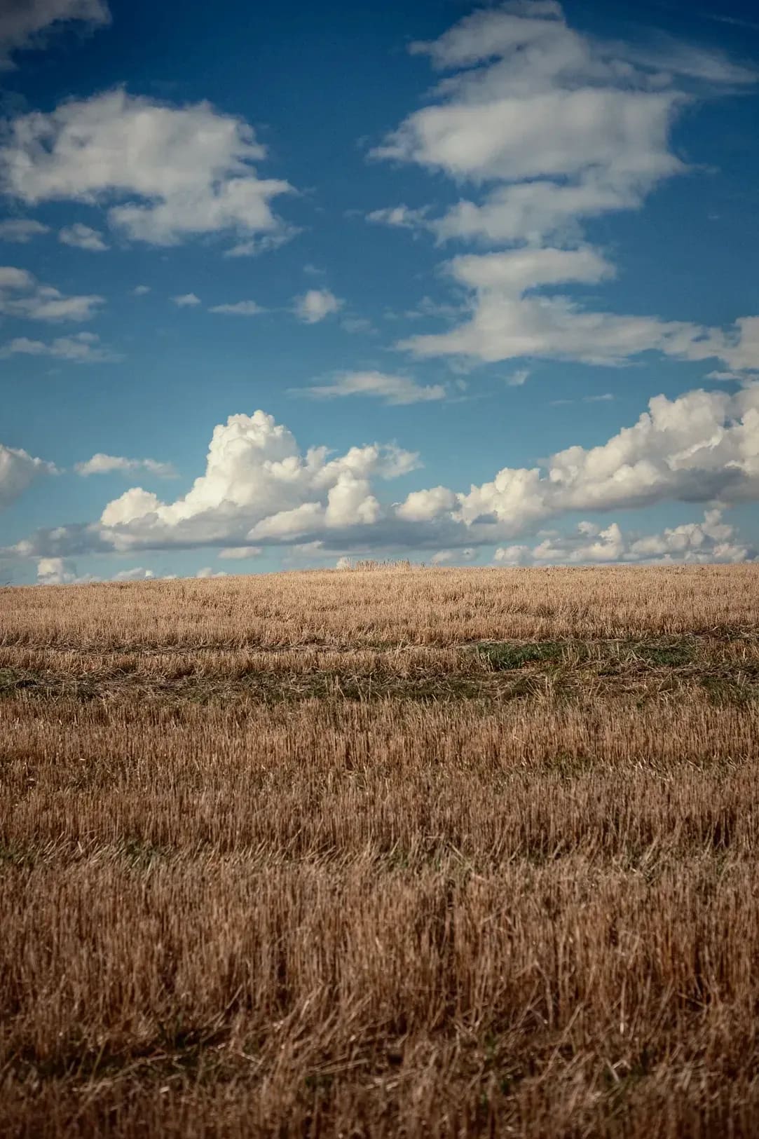Greenfield Arable 2